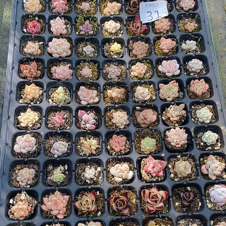 31 多肉植物盆栽花卉植物