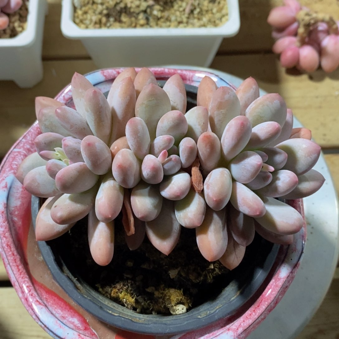 可问主播品种，下滑链接更多品种多肉选择-6