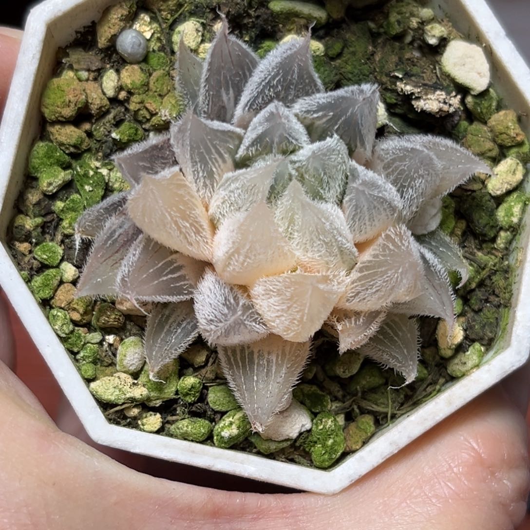 恭喜发财大吉大利585