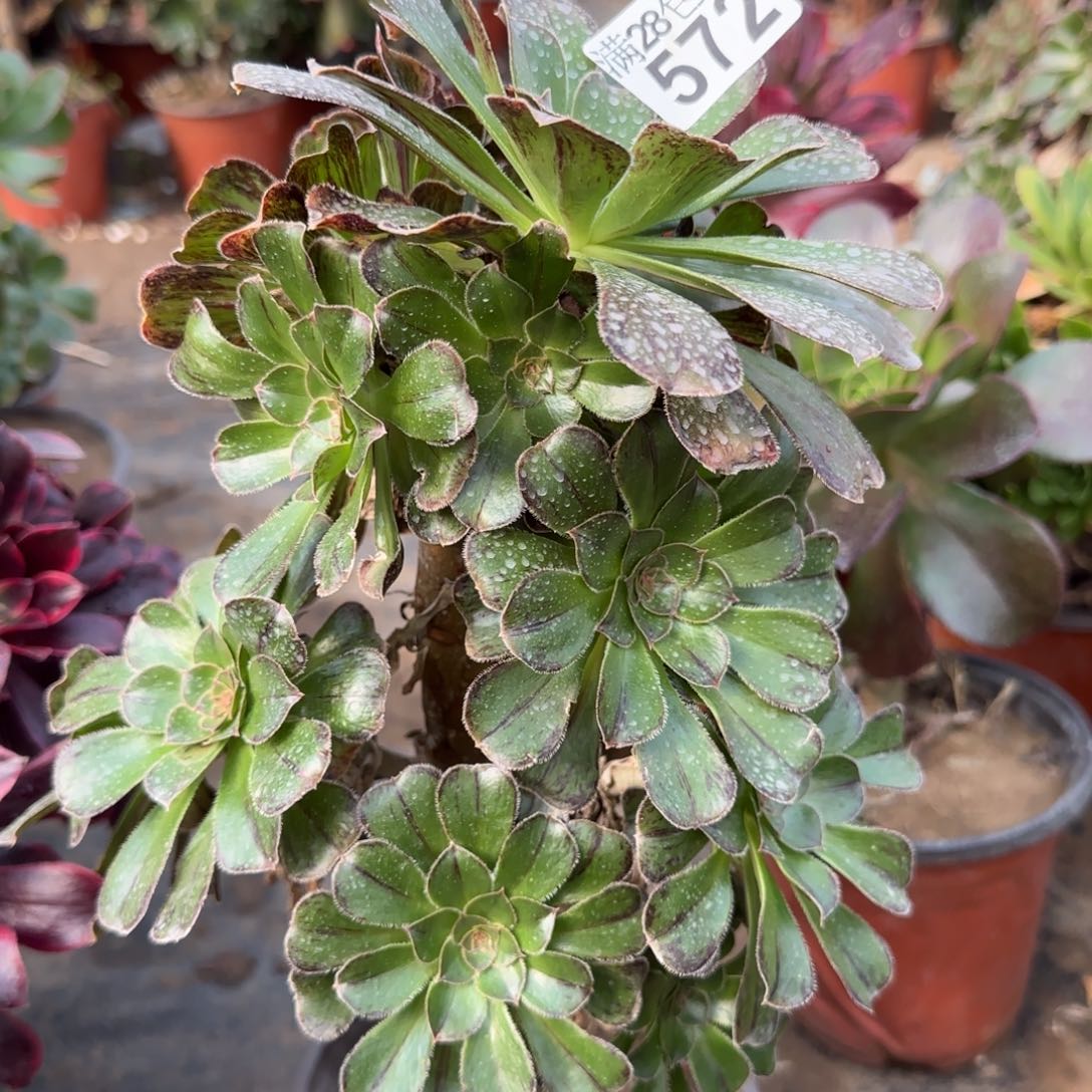 拉丝锦多肉572满28包邮断枝不包