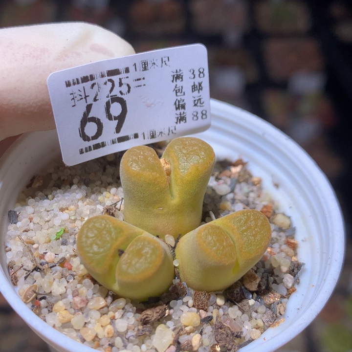 新年快乐呀225.69