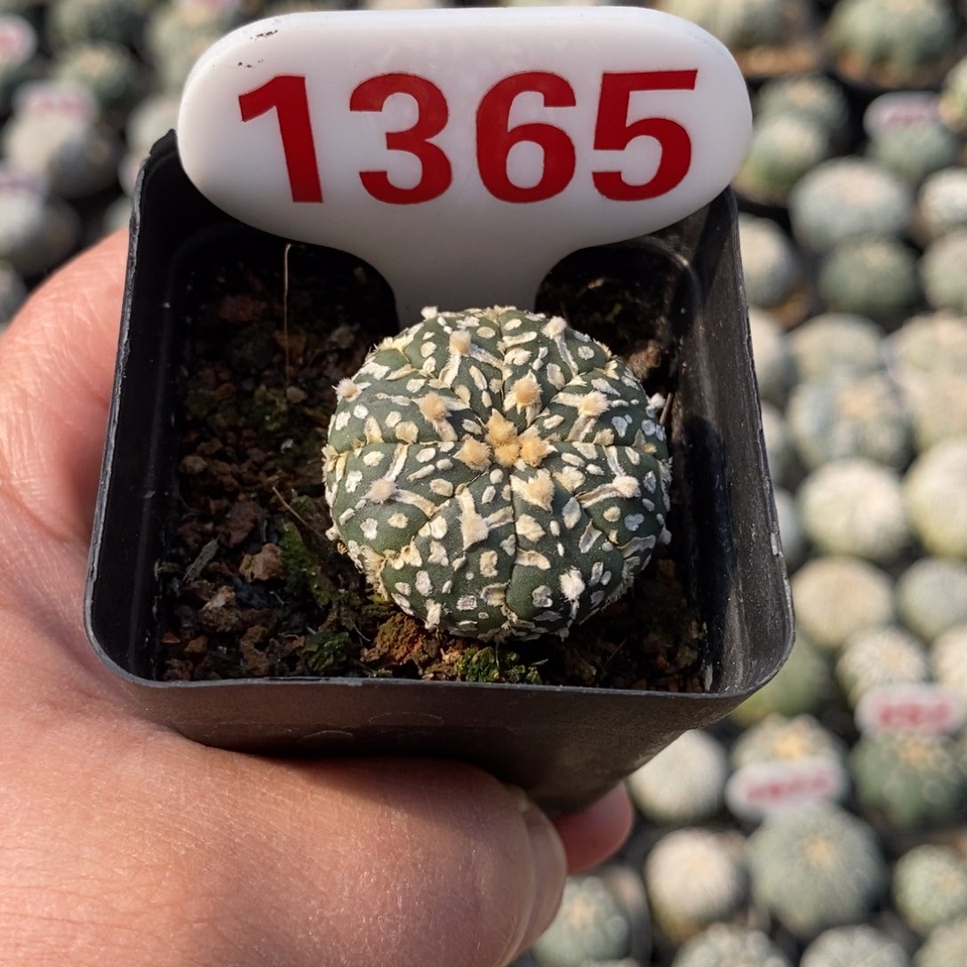 1365浓白V福利哦