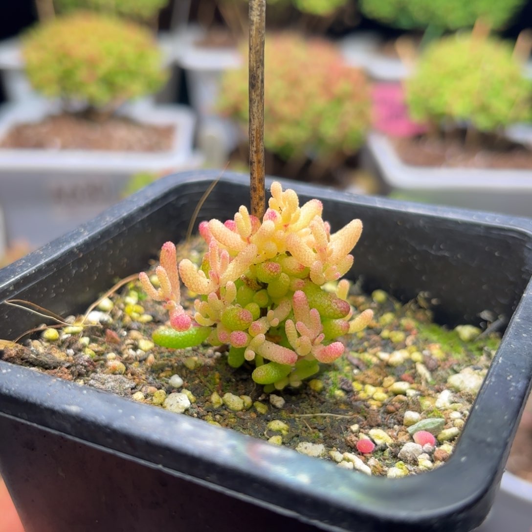 枝干番杏假猪D086