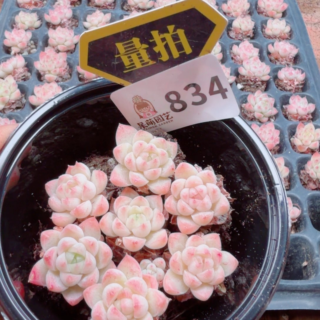 多肉植物多肉植物