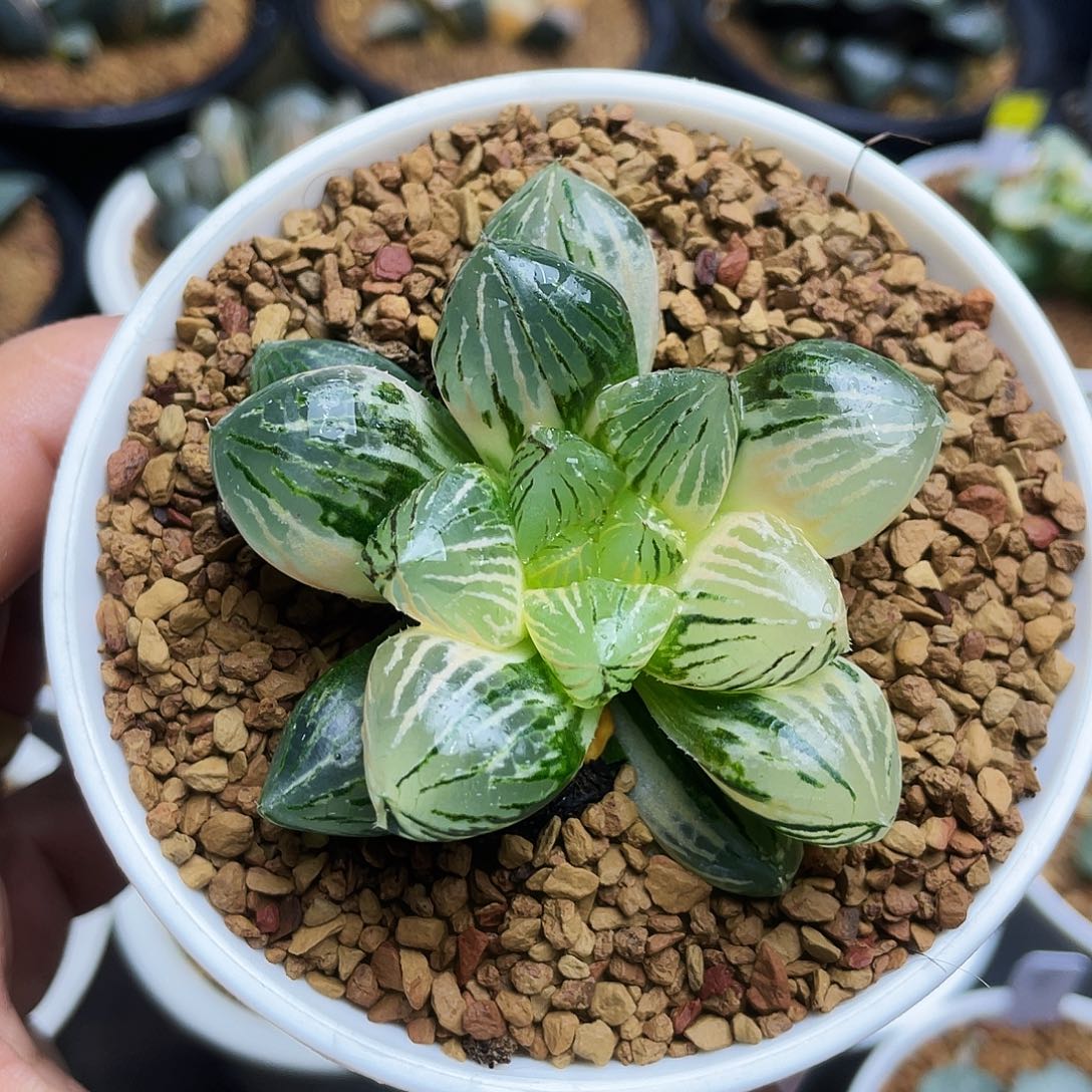 玉潭玉露寿锦十二卷