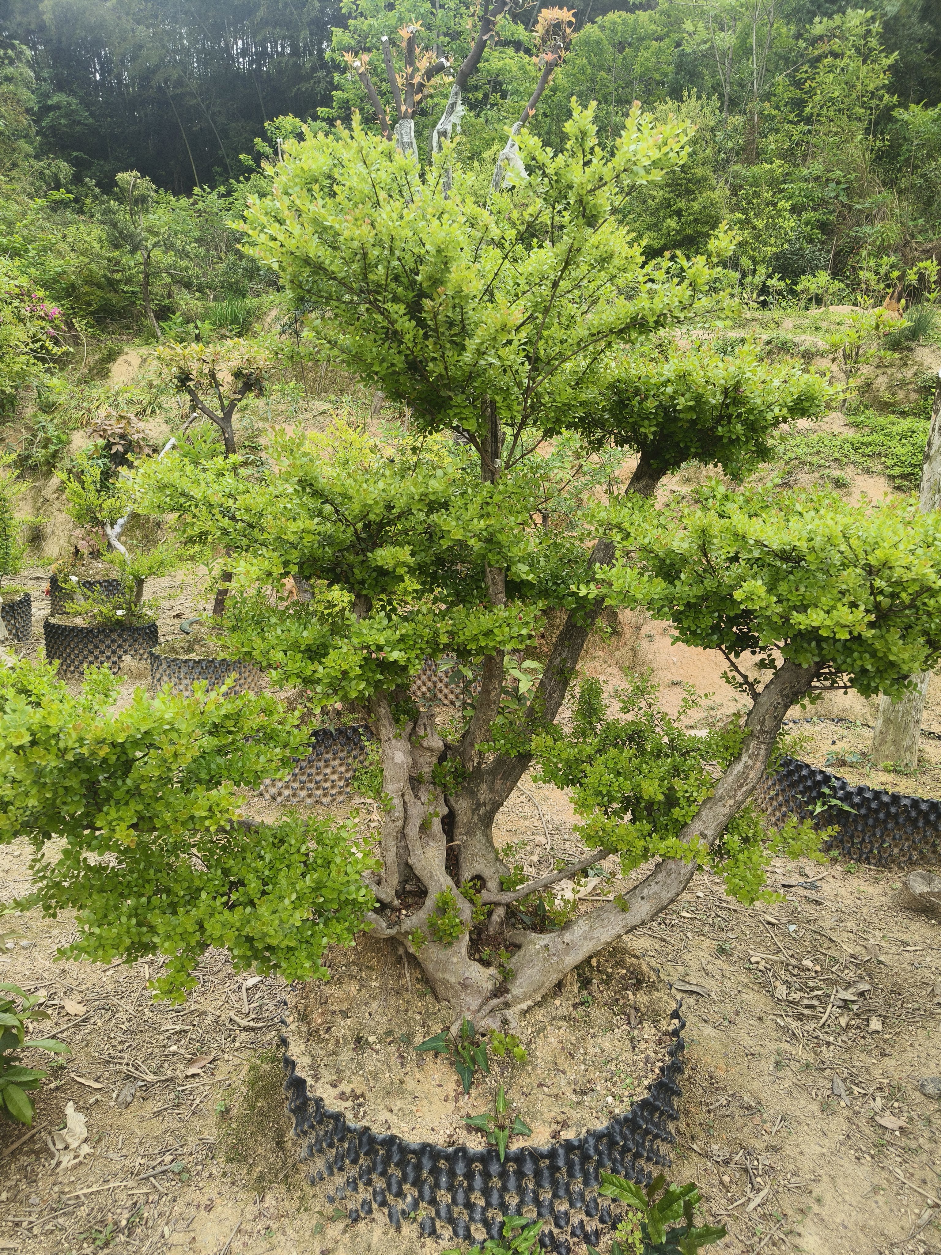 小叶赤楠精品熟桩熟桩