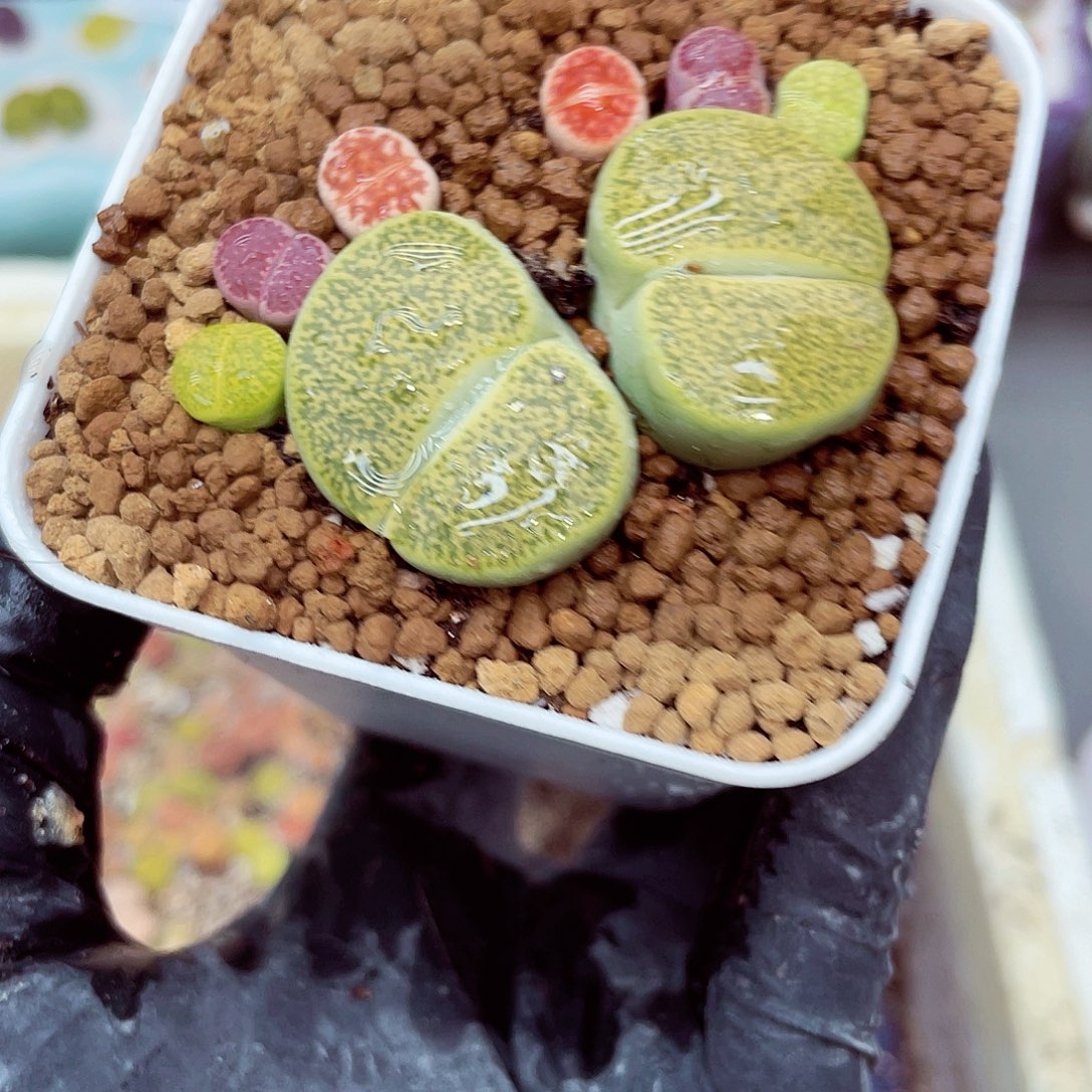 生石花18包邮0906-19