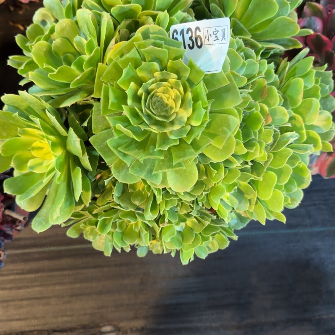 此***生辛尼亚多肉多肉6136多