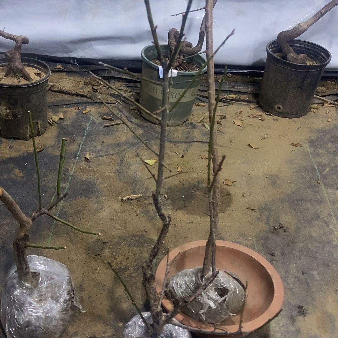 无花朵原生梅花一颗