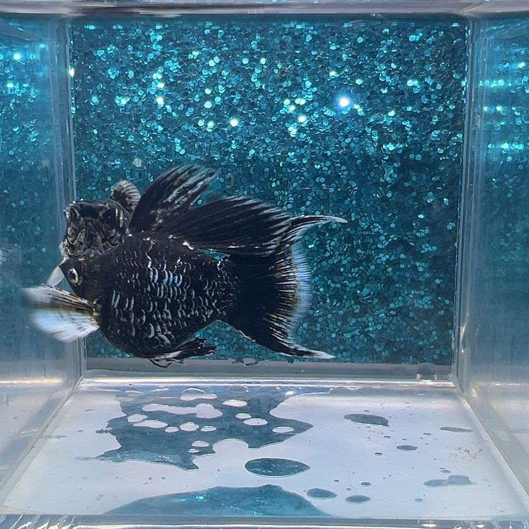 黑玛丽鱼电镀奶牛玛丽一对0034