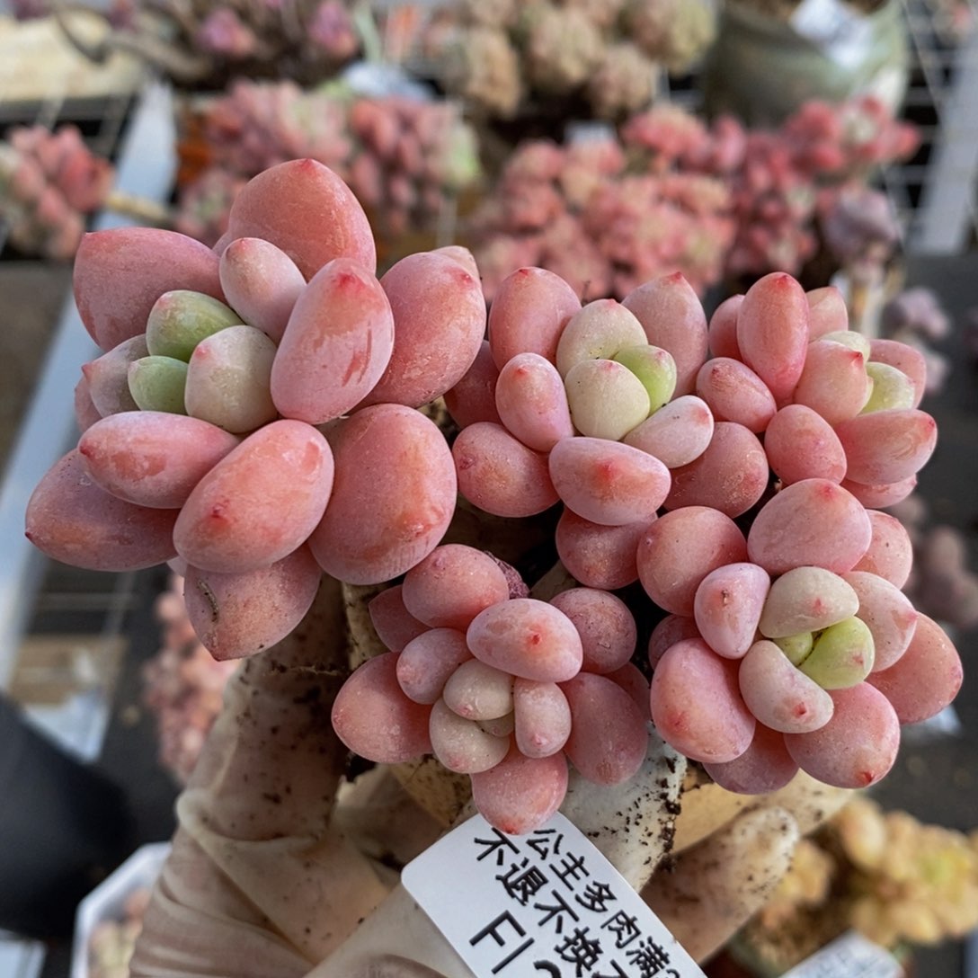 樱花洛神226/9c m