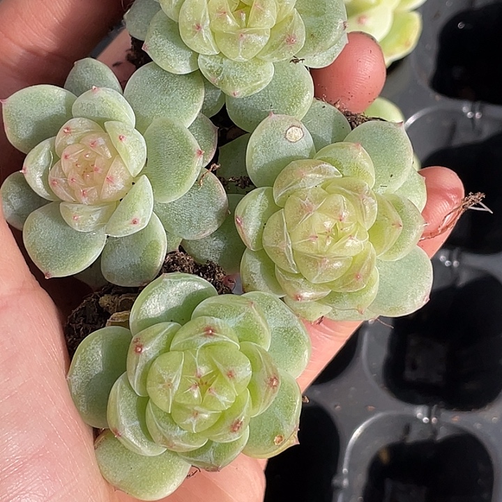 OTO多肉切糕dy2349