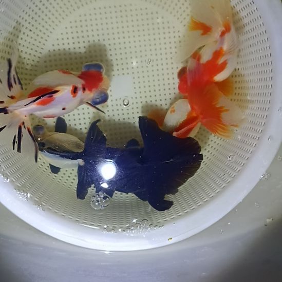 金鱼渔场5条当岁精品蝶尾