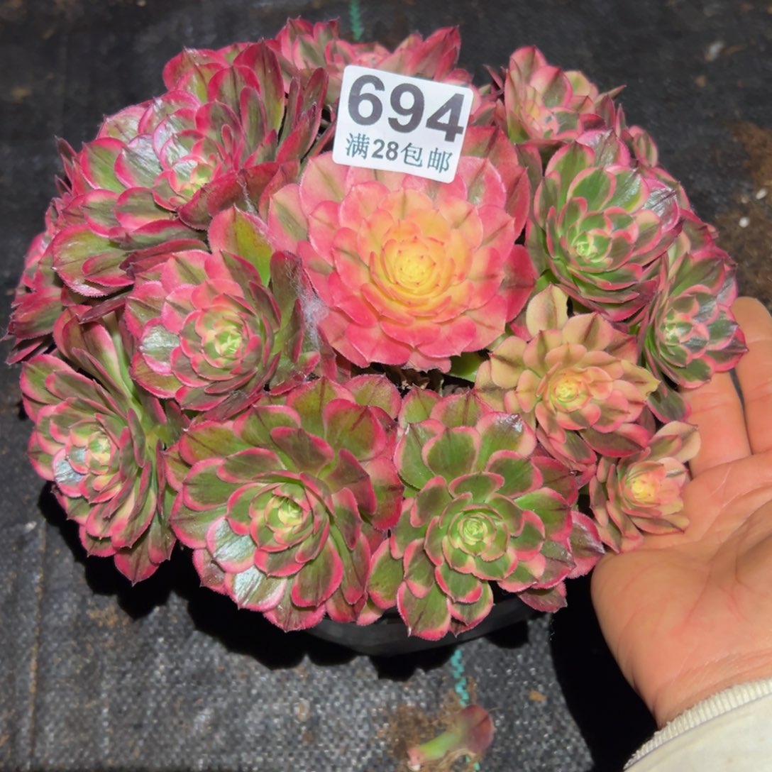 多肉植物694海神的