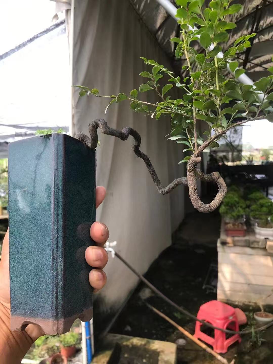 黑骨茶临水造型小盆栽四季常青开花结果室内桌摆盆景