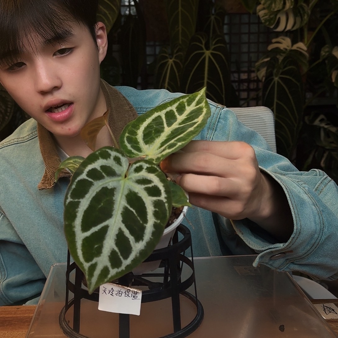 完全开放R27超级银杂银骑士