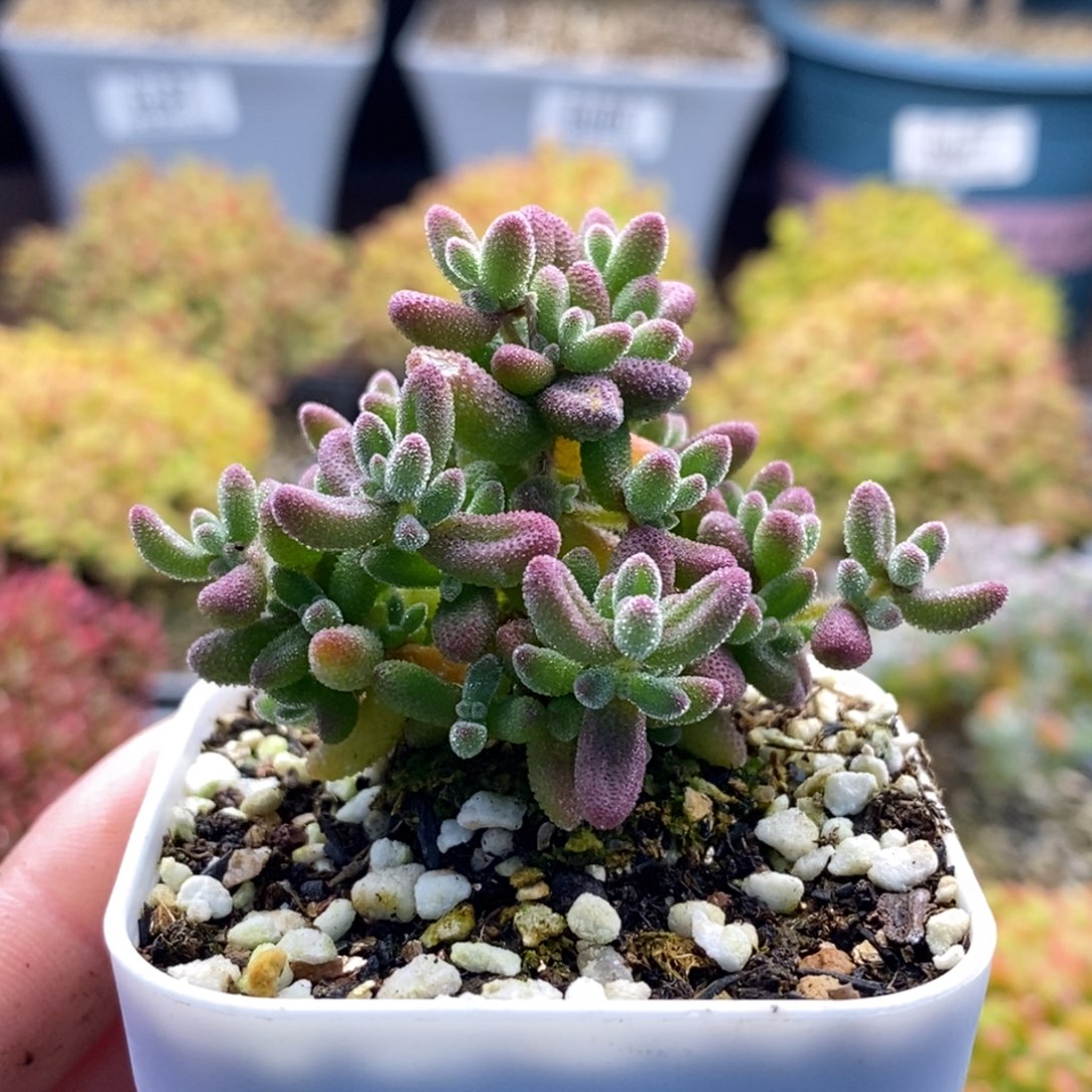 023实生红宝石 。      