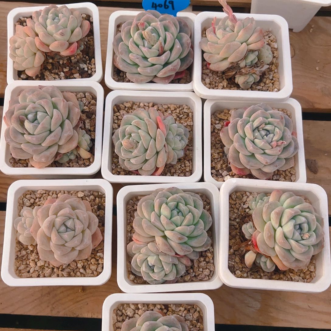 冰玉十颗4069号一物一拍