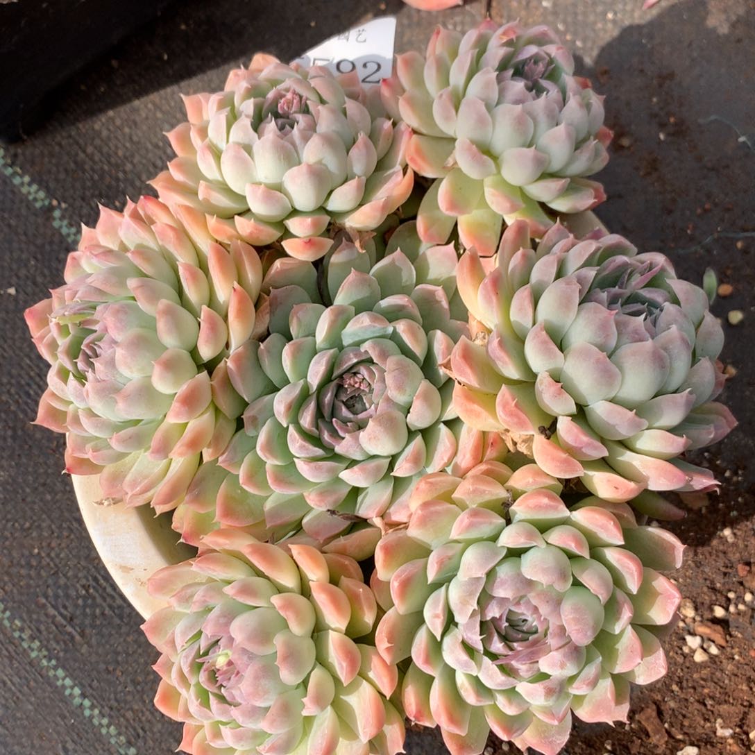 5592杂交精品基地19厘米