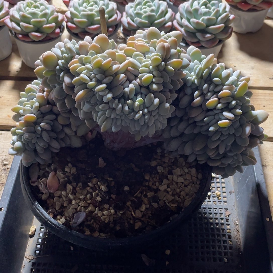 594多肉植物多肉植物