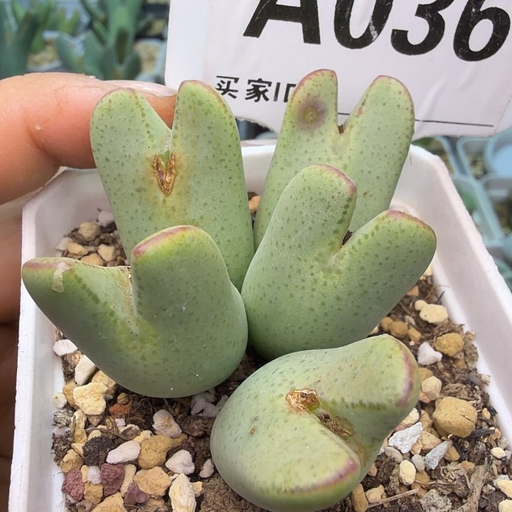 036。满38包邮肉锥