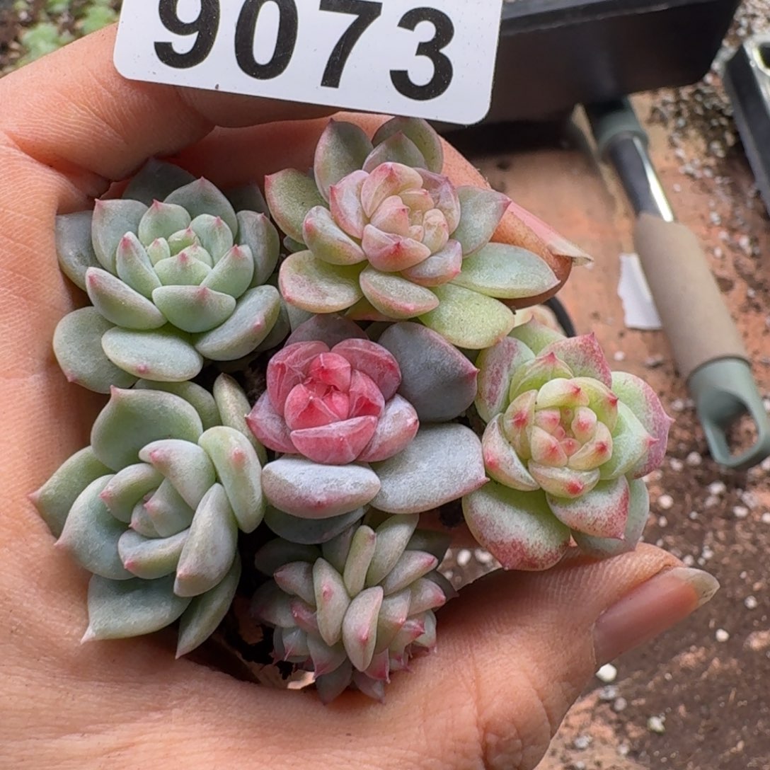 多肉植物多肉植物