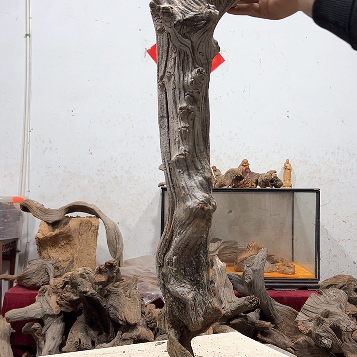 柏木阳**壮我们都是好孩子呀我也