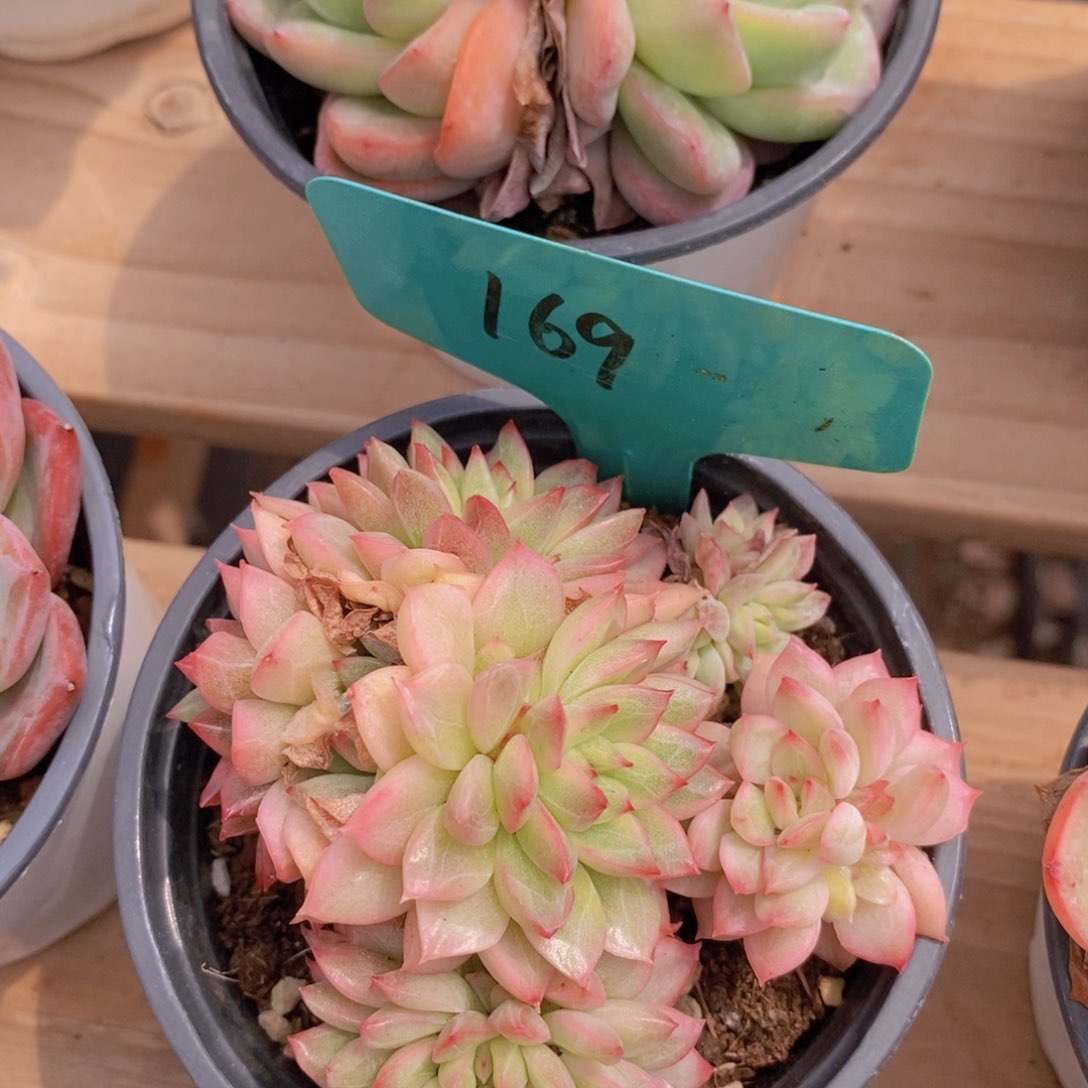 开心多肉，一物一拍