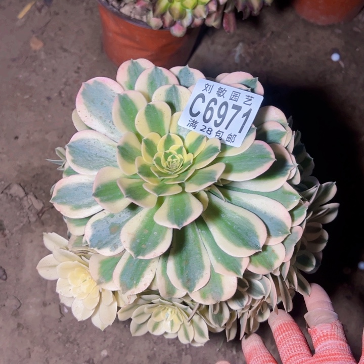 绿美杜萨阿多肉植物6971