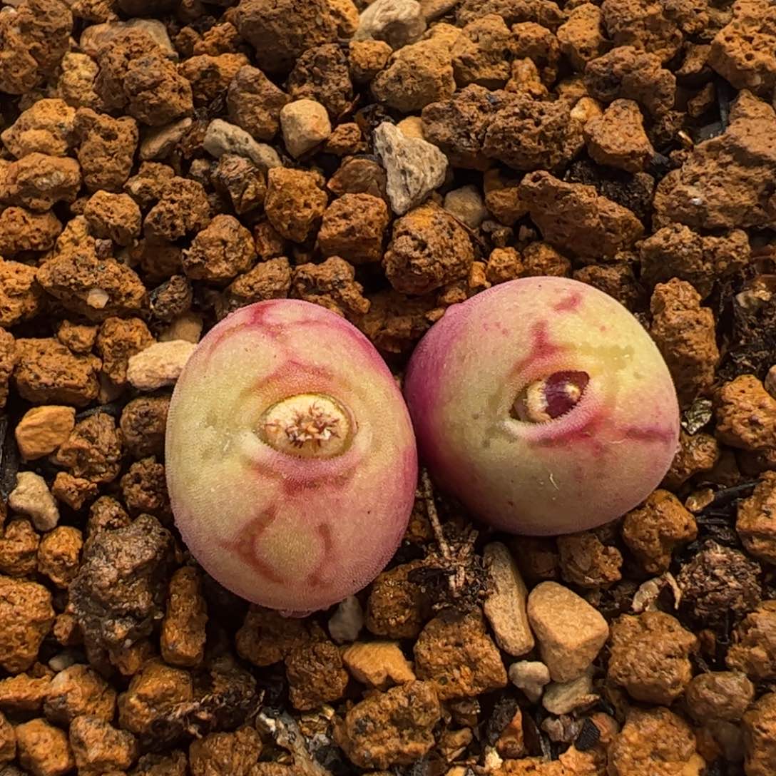 471多肉植物百科