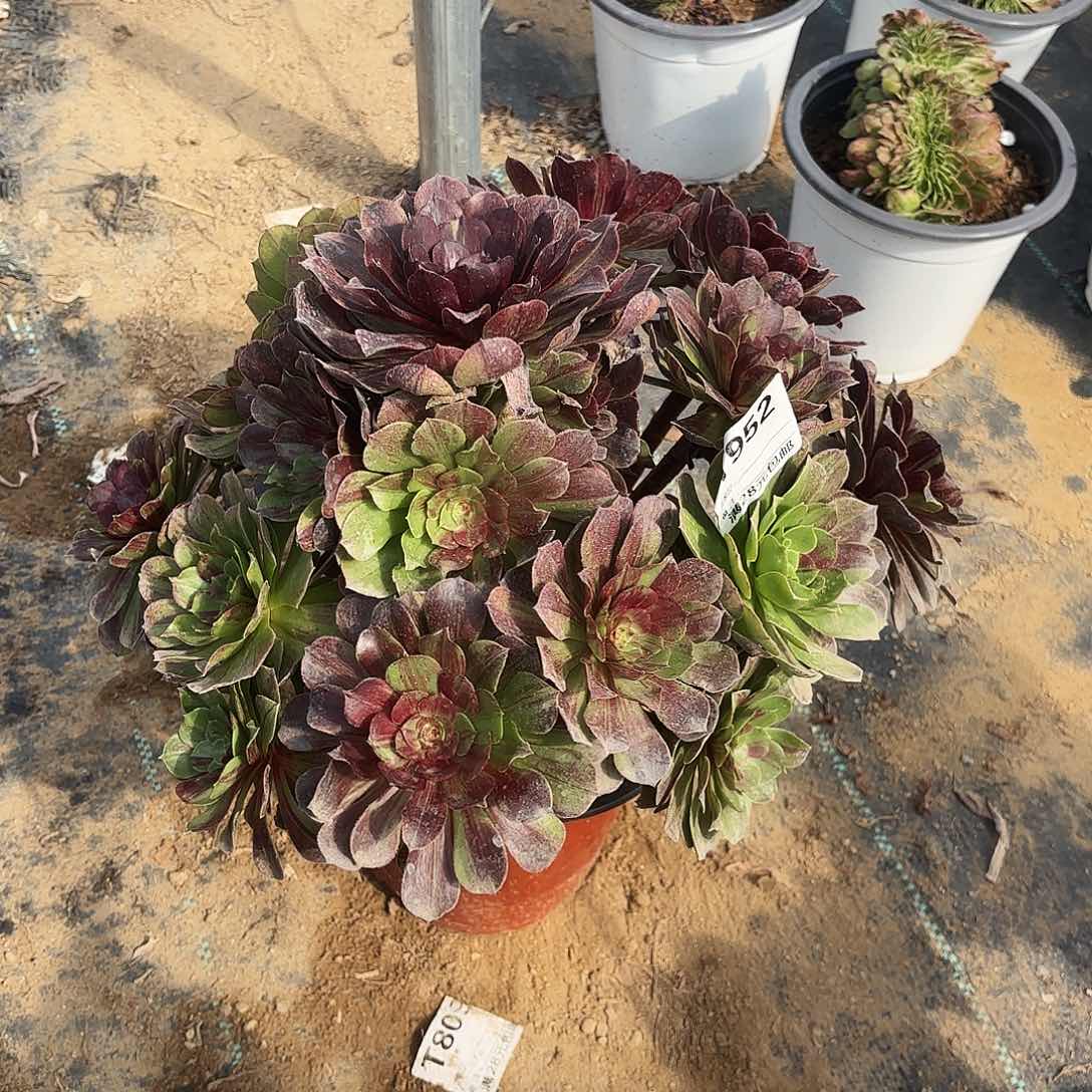 952花月夜多肉植物 有一个断头