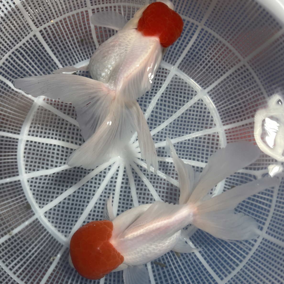 金鱼观赏鱼活体冷水鱼泰狮兰寿丹顶红好养耐活有售后