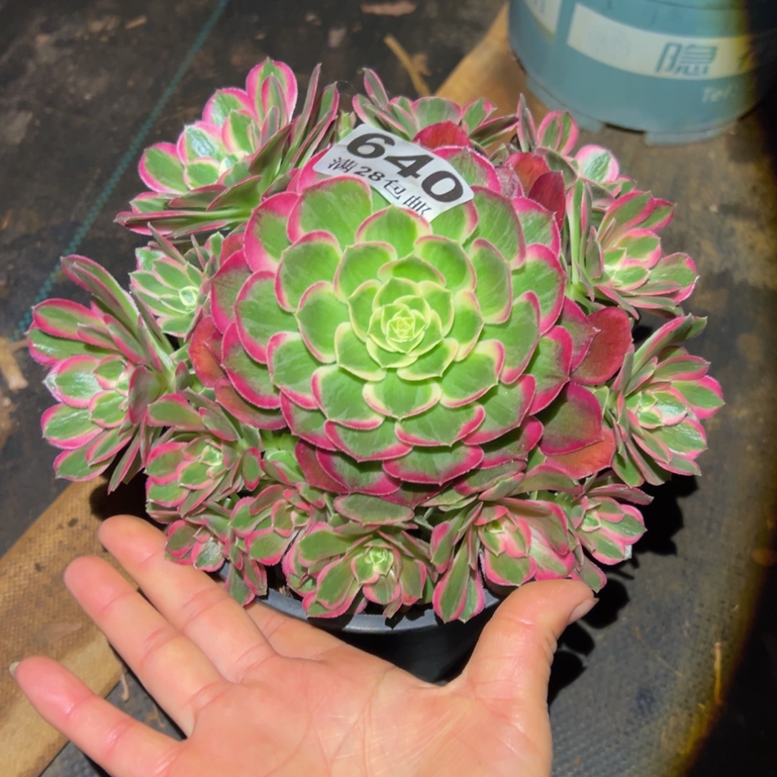 多肉植物640孔雀翎