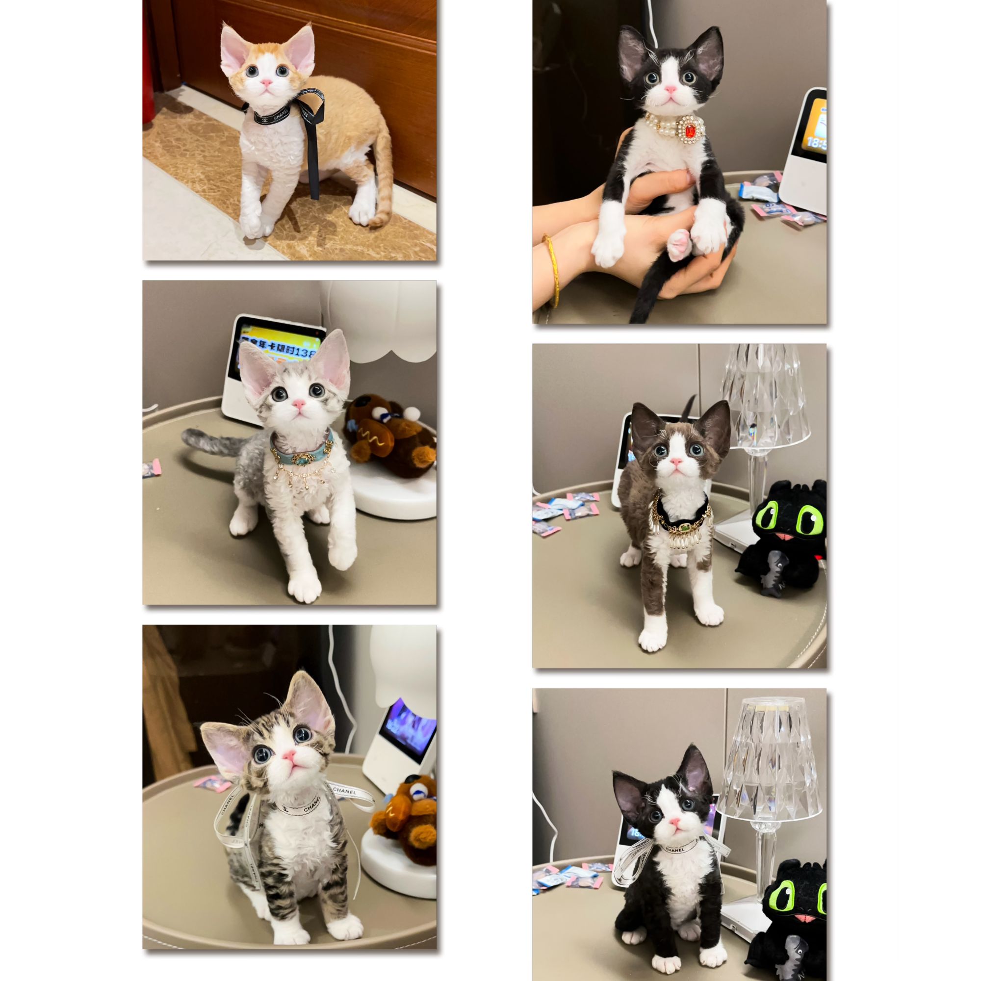 德文卷毛猫双色开脸甄选链接