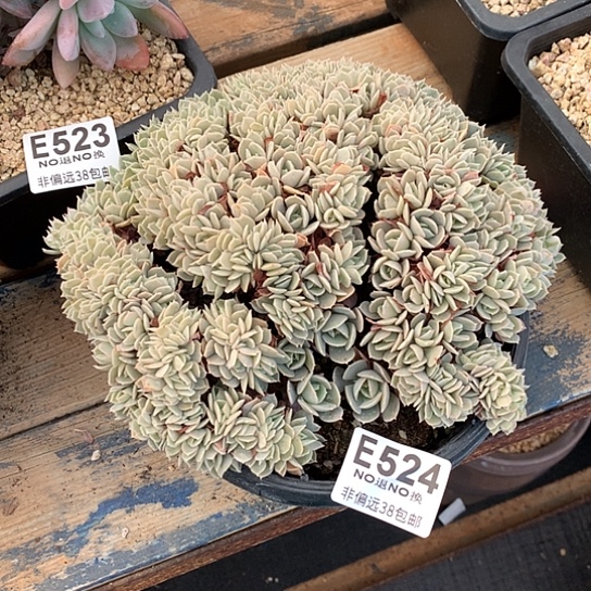 岩***意安娜玫瑰缀化524 不包损