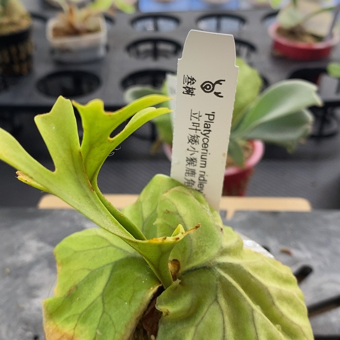无花朵立叶矮小亚猴