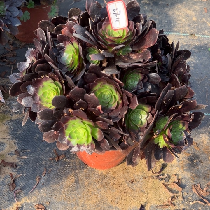 27-11赤焰莲多肉不包售后