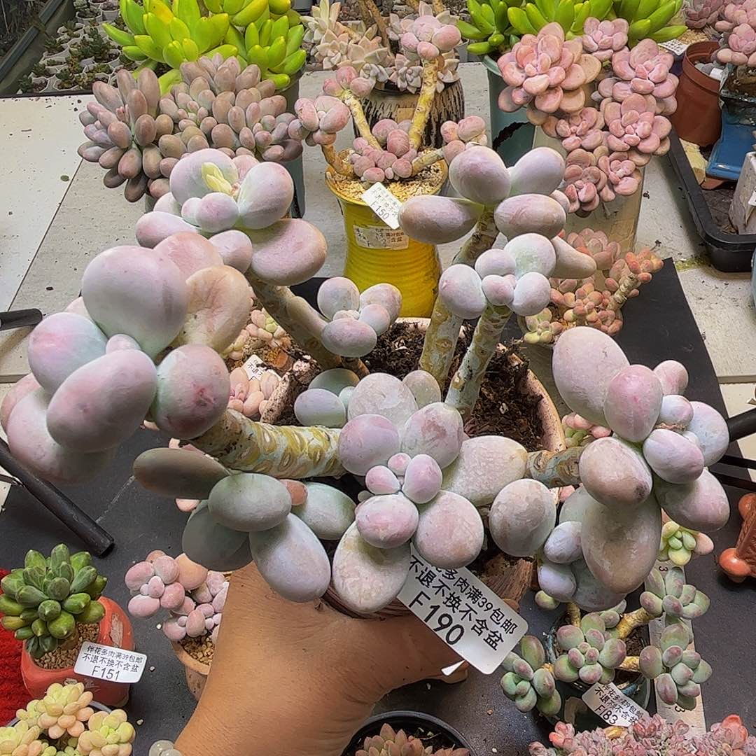 芭比奶酪190-12cm多肉