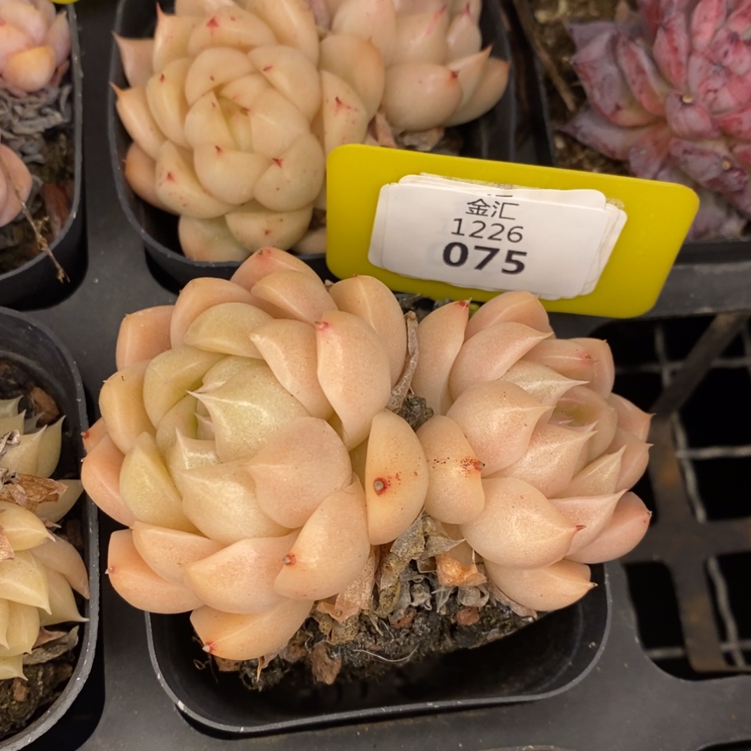 福利多多。1226075