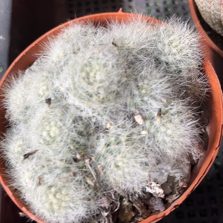 芳香丸群zzzzzzzzz