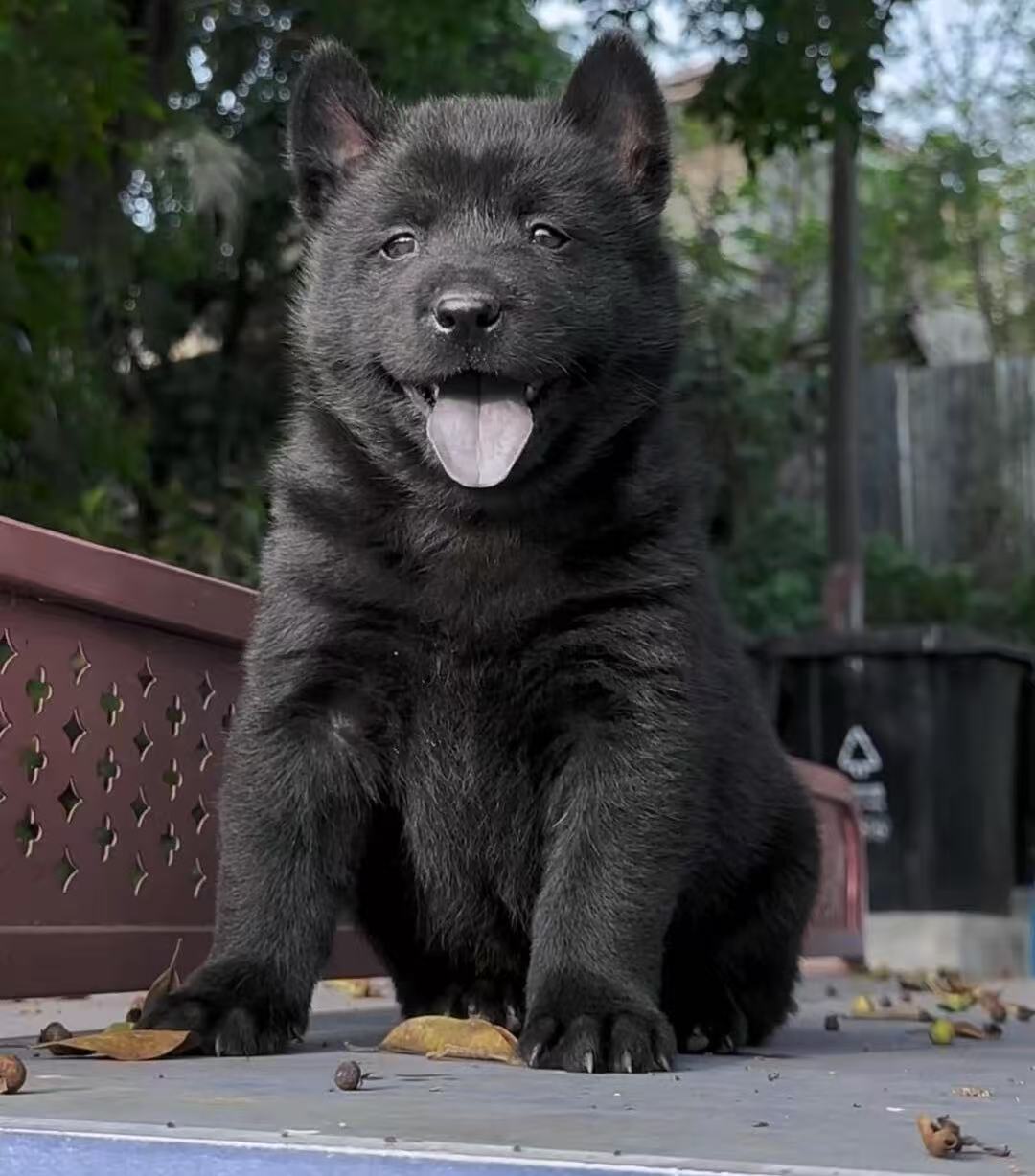 五黑犬饲养指南相册