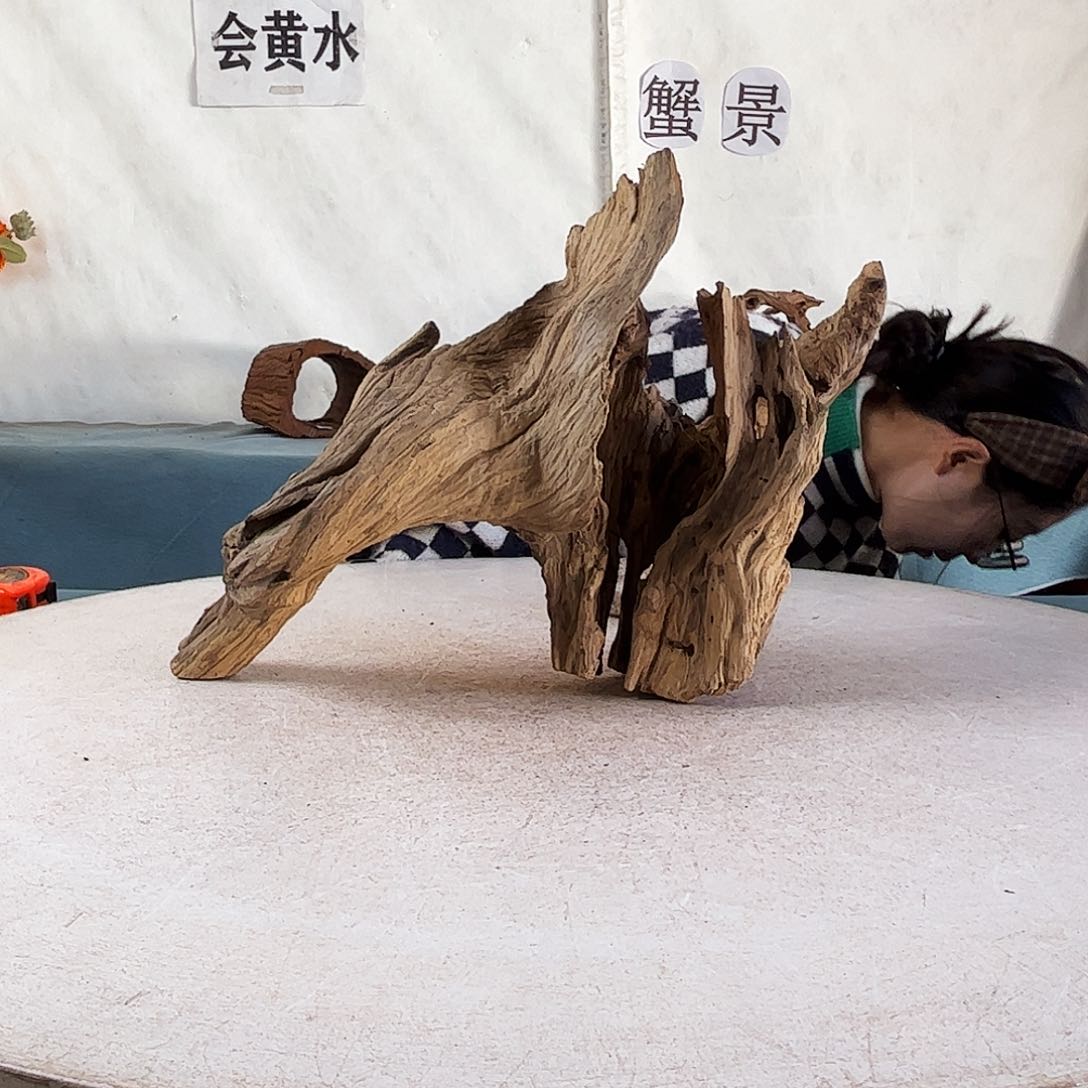 沉木造景爬宠造景