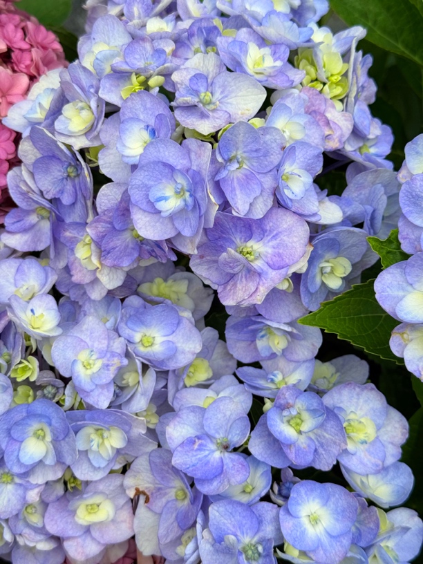 宇辰【5加仑钢琴师绣球花】盆栽室内外好养基地直发 带花发货