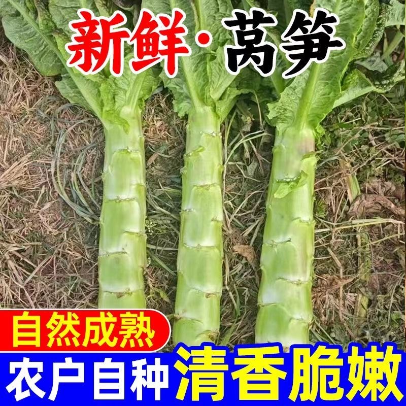 新鲜尖叶绿心莴笋当季蔬菜可多种方式烹饪现砍现发