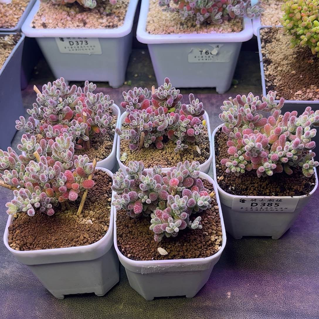 可***x585套餐5颗枝干番杏