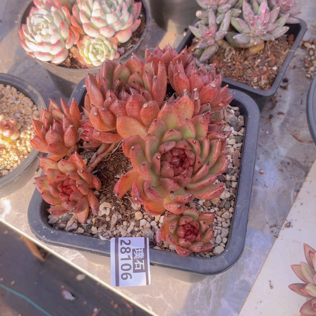 水晶杂多肉植物28106