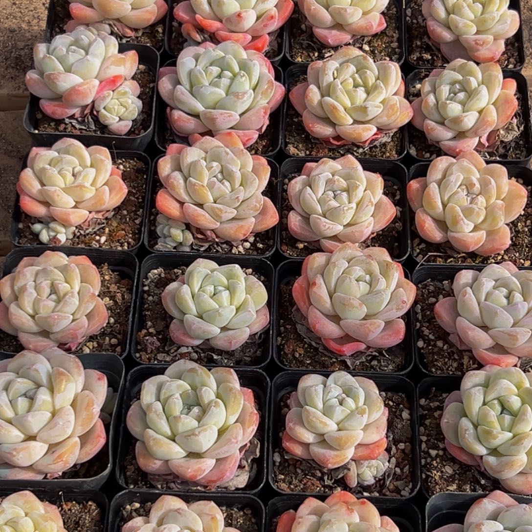 115多肉葡萄的味道是真的