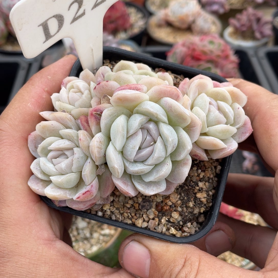 227西娜不带盆9厘米