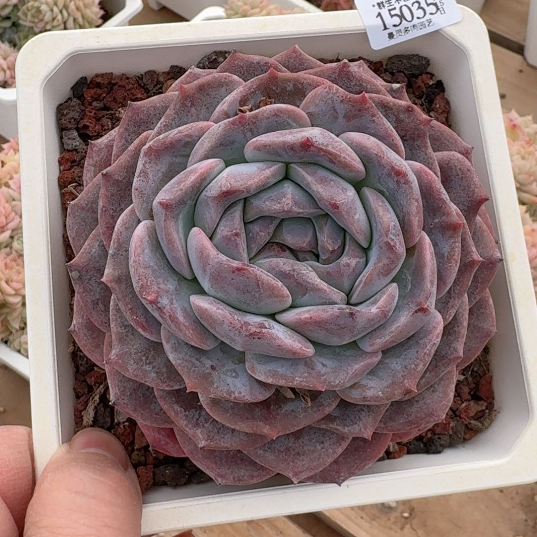 一物一拍的15035