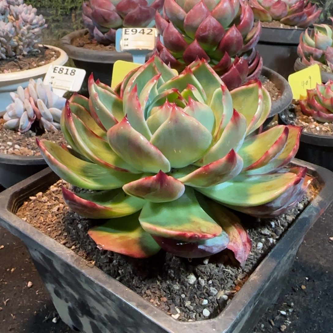 惊鸿一物一拍包装收缩花旱291